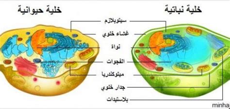 هل هو في الخلية النباتية وليس في الخلية الحيوانية؟ - أخبار هل هو في الخلية النباتية وليس في الخلية الحيوانية؟ - أخبار