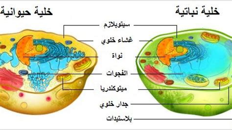  هل هو في الخلية النباتية وليس في الخلية الحيوانية؟  - افضل جواب