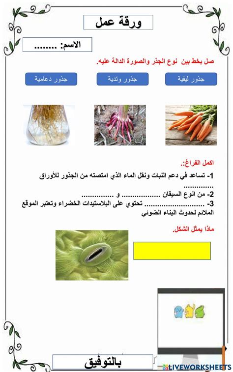 هل يمكنك حل السؤال حول أي جزء من النبات يطلق الماء والمغذيات لأجزاء أخرى من النبات؟ - الراقي دوت كوم هل يمكنك حل السؤال حول أي جزء من النبات يطلق الماء والمغذيات لأجزاء أخرى من النبات؟ - الراقي دوت كوم