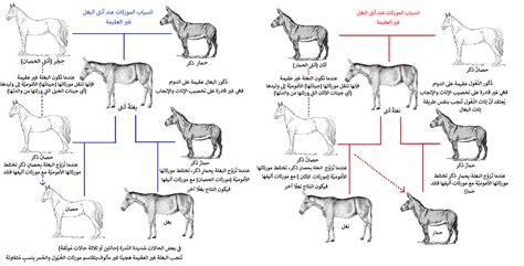  يسمى اتحاد الأمشاج الذكر مع أنثى مشيج - هذه هي اللغة العربية، أسئلة وأجوبة |  حلول لجميع الطلبات
