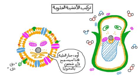  يشرح الدرس بنية أغشية الخلايا  نجوى
