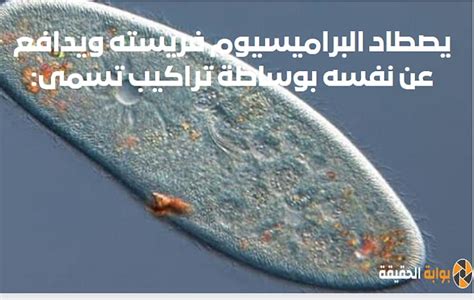 Paramecium يطارد فريسته ويدافع عن نفسه باستخدام الهياكل المزعومة - العلم يطرح السؤال