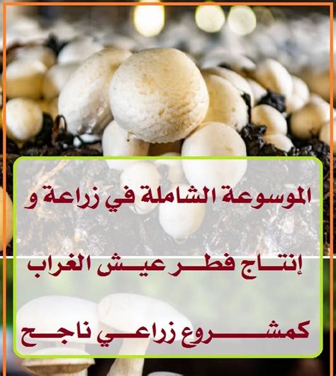 أجب عن سؤال: يعتبر الفطر المضاف إلى أطعمة مثل البيتزا عيش الغراب لأنه اختصار مفيد