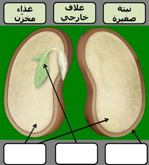 أجزاء البذرة - حياتك