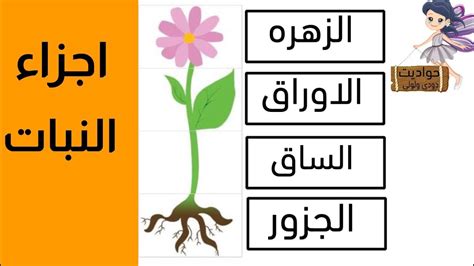 أجزاء من بذرة - علم النبات - مواقع Google أجزاء من بذرة - علم النبات - مواقع Google