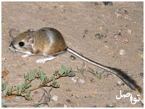 أريد أن أعرف متى تعيش رياحك بالكلمات - شبكة الصحراء