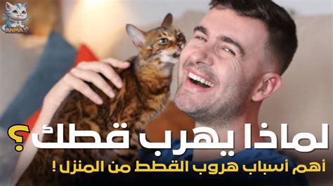 أسباب هروب القطط من المنزل - موقع كماشة