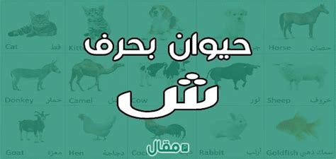 أسماء حيوانات بحرف الشين ، اسم حيوان يبدأ بحرف شين أسماء حيوانات بحرف الشين ، اسم حيوان يبدأ بحرف شين