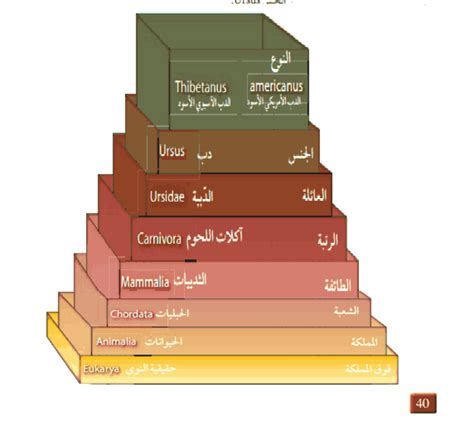 أعلى مراتب التصنيف في التصنيف الحديث - موسوعة المناهج
