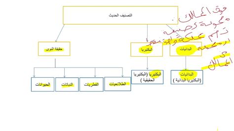 أعلى مراتب التصنيف في التصنيف الحديث - ينابيع الحلول
