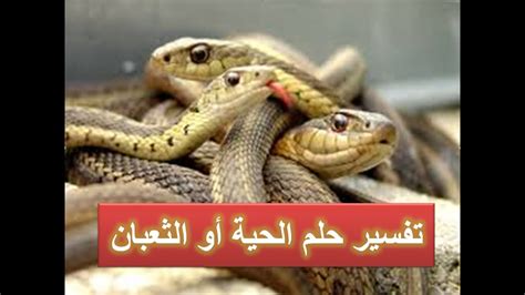 أَفْتُونِي فِي رُؤْيَايَ - تفسير حلم الحية أو الثعبان أو الأفعى لابن سيرين وابن ...