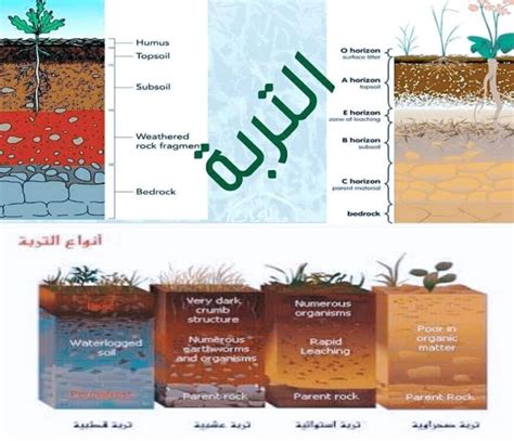أنواع فن دكبج وخصائصها