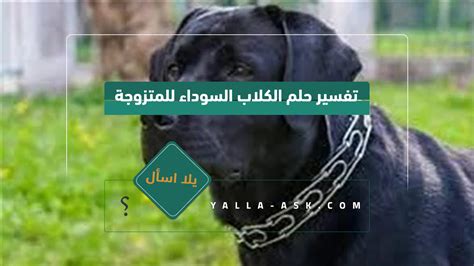 أهم 50 تفسير لحلم الكلاب السوداء للمتزوجة