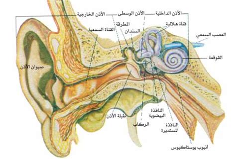 أول محلول لثقب الأذن للمرأة - موقع القلعة