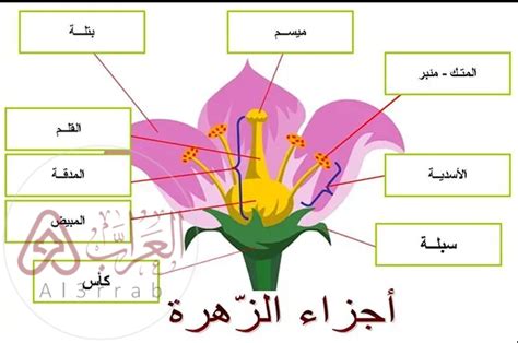 أي جزء من الزهرة التالية ينتج حبوب اللقاح - Science House