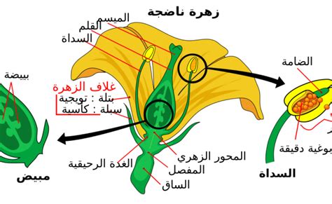 أي جزء من الزهرة التالية ينتج حبوب اللقاح - سؤال وجواب عربي