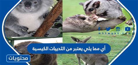 أي مما يلي ليس من الثدييات الكيسية - مرجع كامل