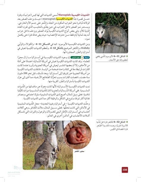 أي من الحيوانات التالية يعتبر من الثدييات الكيسية؟