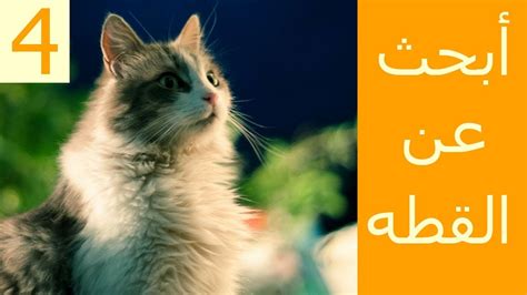 أين تختبئ القطط في هذه الصور؟ - كله لك