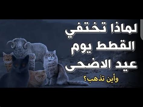 أين تختفي القطط صباح عيد الأضحى المبارك؟! - جراءة نيوز