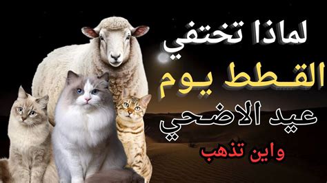 أين تختفي القطط صباح عيد الأضحى المبارك؟! - شاشة نيوز