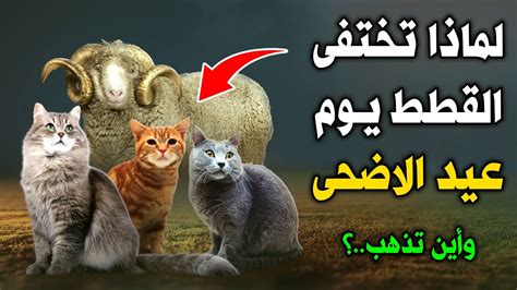 أين تذهب القطط يوم عيد الاضحى ؟ ولماذا تختفي - الجنينة