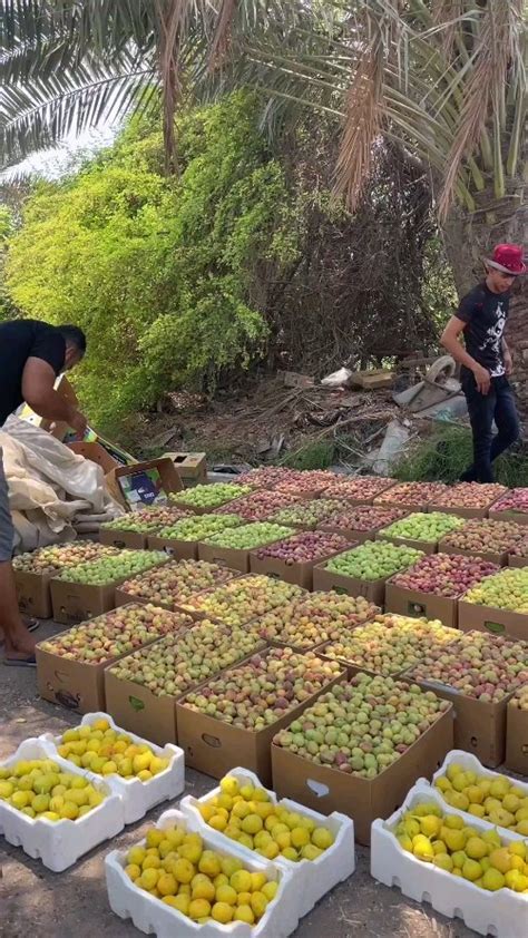 إخوانيات وسروريات السعودية يأبين تجاوز ظلاميات العقود الماضية