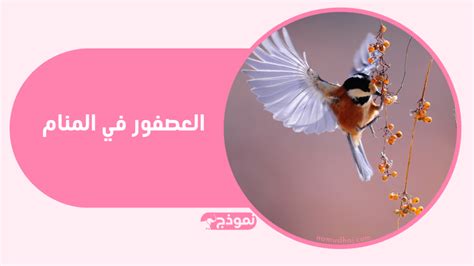 إليك تفسير منام العصفور الأبيض والأسود والملونة في الحلم