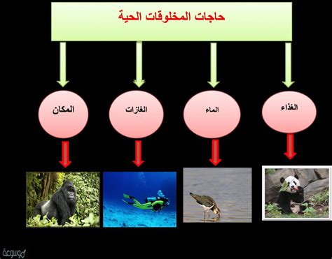 إن إنتاج كائنات جديدة من نفس النوع هو إحدى وظائف الكائنات التي تسمى الإطلاق