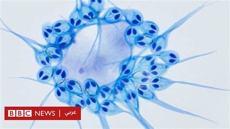 إن الكائن الحي متعدد الخلايا الذي يمكن لأعضائه جميعًا إنتاج قوتهم هو الأثير الثقافي