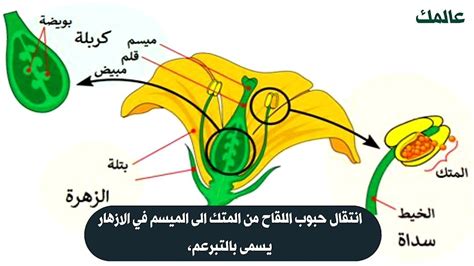 إن انتقال حبوب اللقاح من العضو الآخر إلى وصمة العار يسمى ... - الهروب في المنام