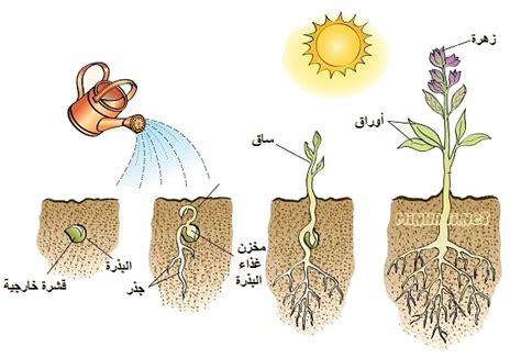 إنه جزء ……… في البذرة - الأخبار
