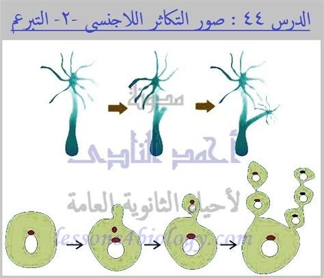 إنها إحدى طرق التكاثر اللاجنسي التي يتم من خلالها إنتاج أفراد جدد من خلال نمو الفرد على جسد أحد الوالدين - فن الإجابة