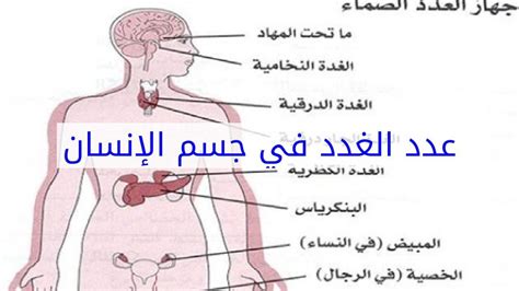 إنها تسمى سيدة الغدد الصماء - الجانب اليدوي