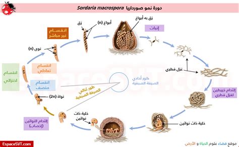 إنها صفات موروثة ناتجة عن تغيير في تكوين جسم الكائن الحي ... - الاتجاه