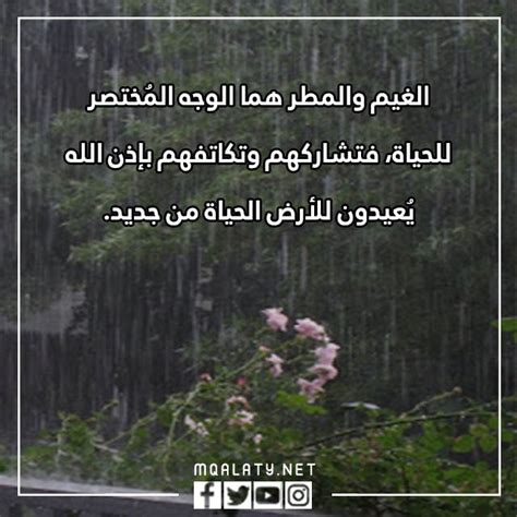 اجمل الجمل عن المطر