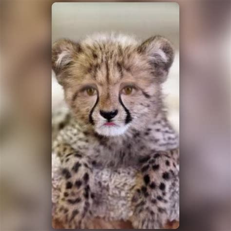 اربح بطولة Cheetah Snapchat اربح بطولة Cheetah Snapchat