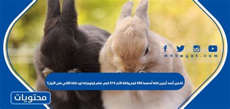اشترى أحمد أرنبين وزن أحدهما 4/6/5 كجم ووزن الآخر 1/25 ... - البرهان الثقافية