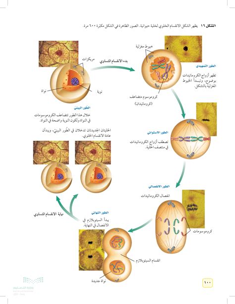 الأجسام على شكل قضيب هي مصدر للطاقة الخلوية - سؤال وجواب نقطة