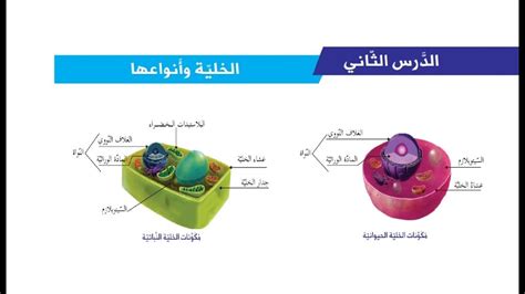الأجسام على شكل قضيب هي مصدر للطاقة الخلوية