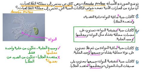 الأميبا تنتمي إلى مجموعة من الطلائعيات المشابهة - إلى ذاكرتي