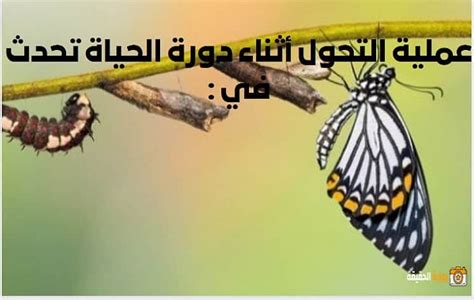 الإجابة الصحيحة تتم عملية التحول خلال دورة الحياة في - عودة نيوز