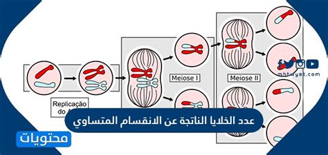 الإجابة على عدد الخلايا الناتجة عن الانقسام الفتيلي الإجابة على عدد الخلايا الناتجة عن الانقسام الفتيلي