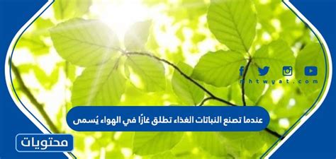 الإجابة عندما تنتج النباتات الطعام، فإنها تطلق غازًا يسمى الأكسجين في الهواء