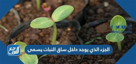 الإجابة يسمى الجزء الموجود في جذع النبات بمنصة العلم