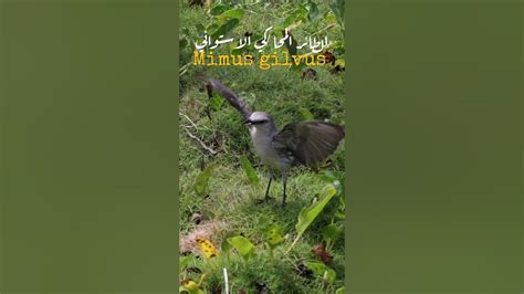 الإسفنجة المتداولة المزعجة لأجهزة التخزين تعطل الطائر المحاكي الوامض