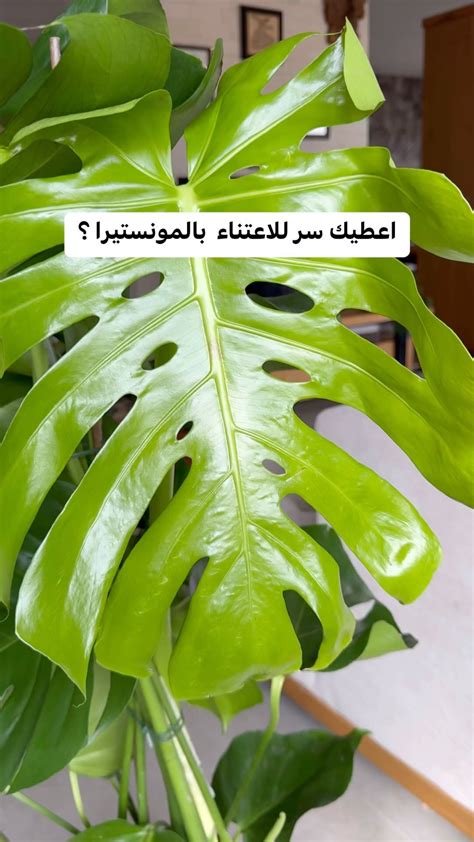 الاستواء في نباتات التسلق هو استوائي - ذاكرتي