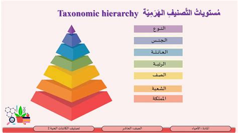 الترتيب الصحيح للمستويات التنظيمية في كائن حي هو.