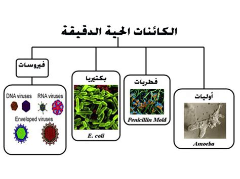 التفاعل بين الكائنات الحية الدقيقة