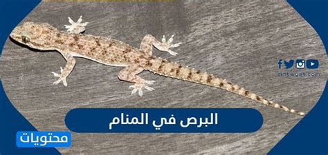 التفسيرات الرئيسية لرؤية البرص في المنام لابن سيرين - تفسير الأحلام